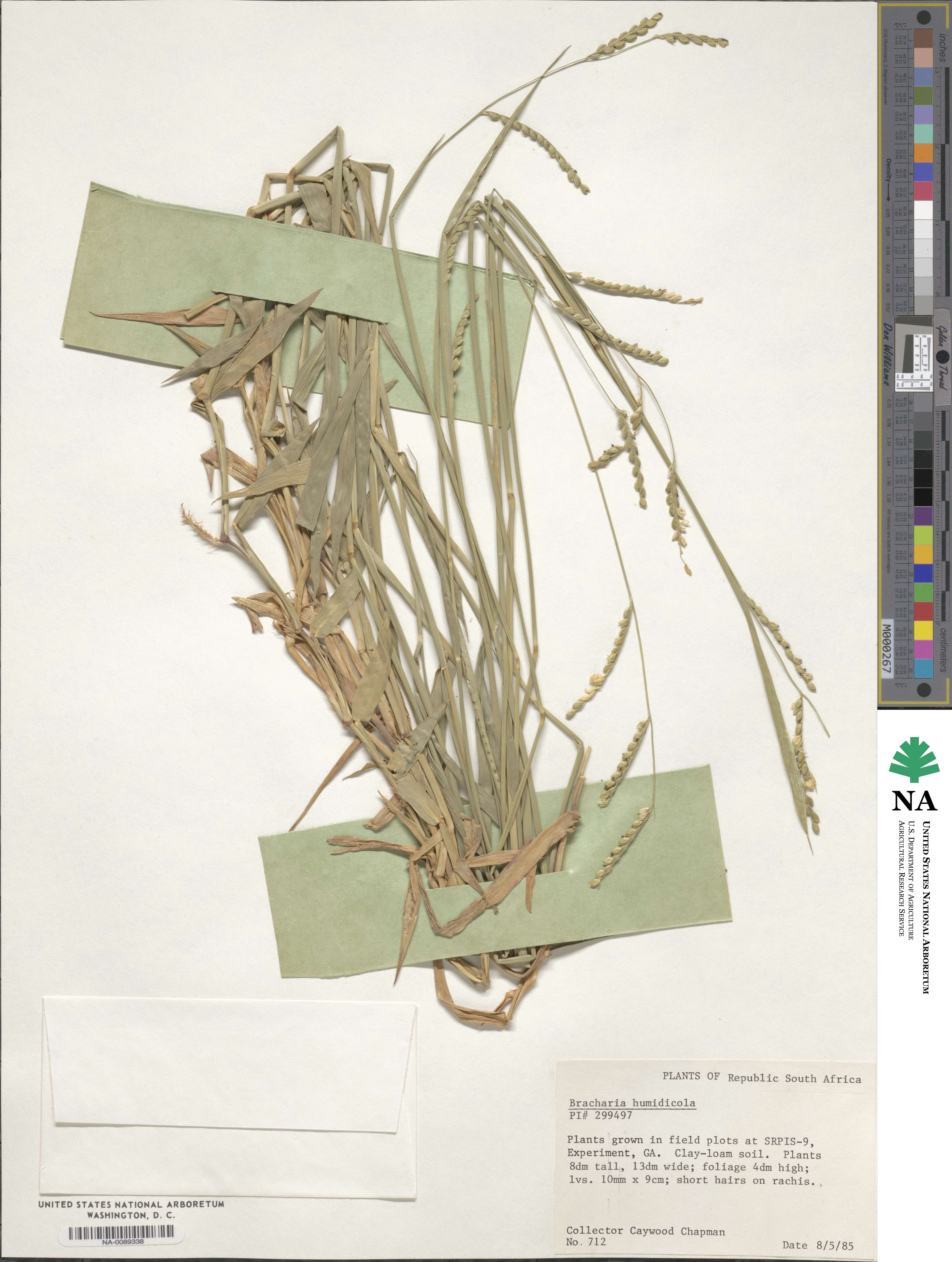 Urochloa dictyoneura image