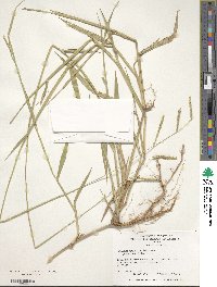 Urochloa dictyoneura image