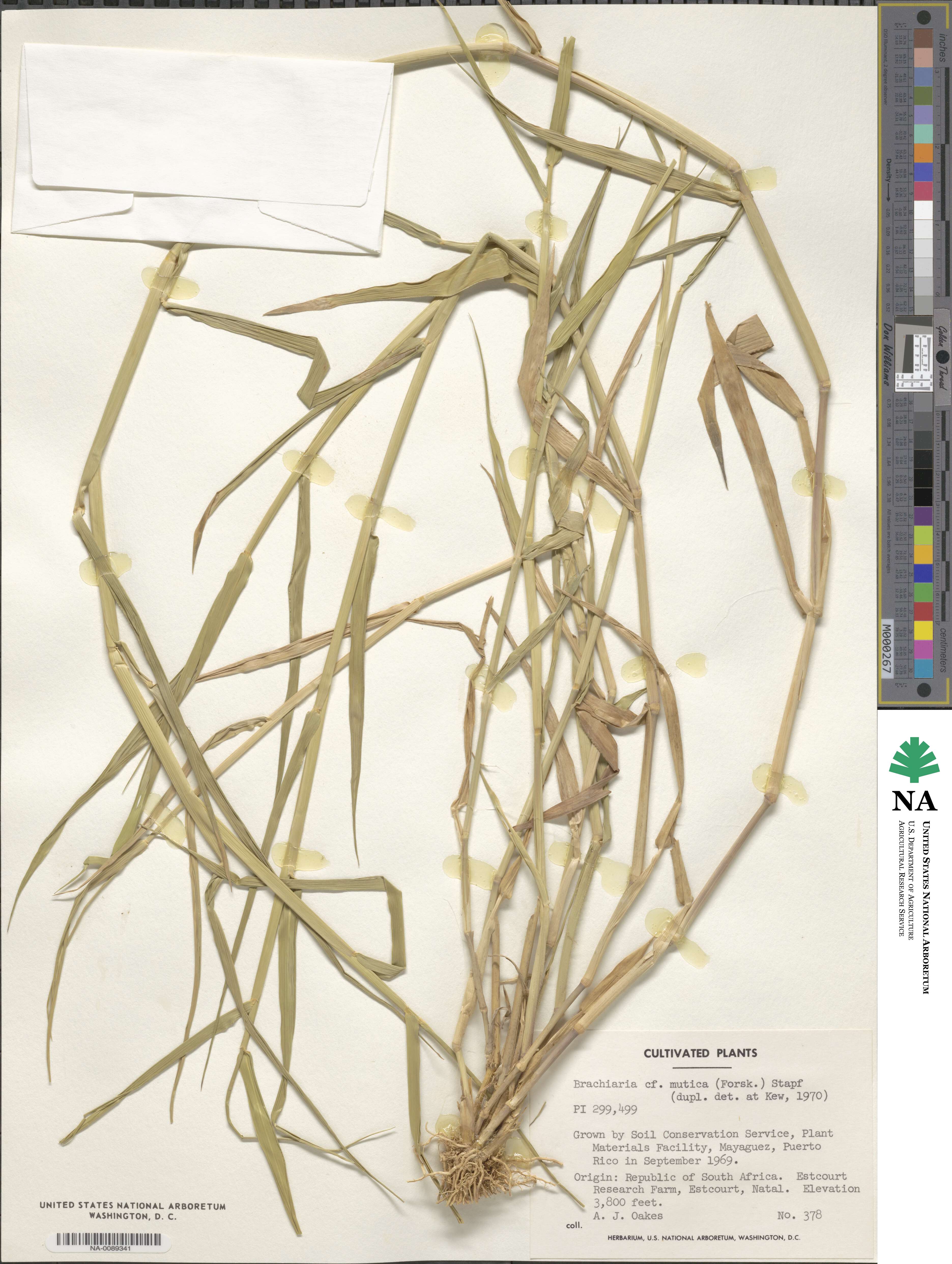 Urochloa mutica image