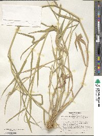 Urochloa mutica image