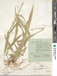 Urochloa mutica image