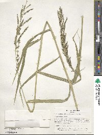 Urochloa mutica image