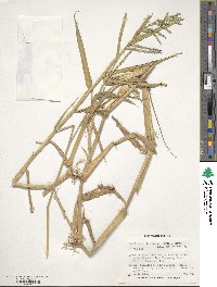 Urochloa mutica image