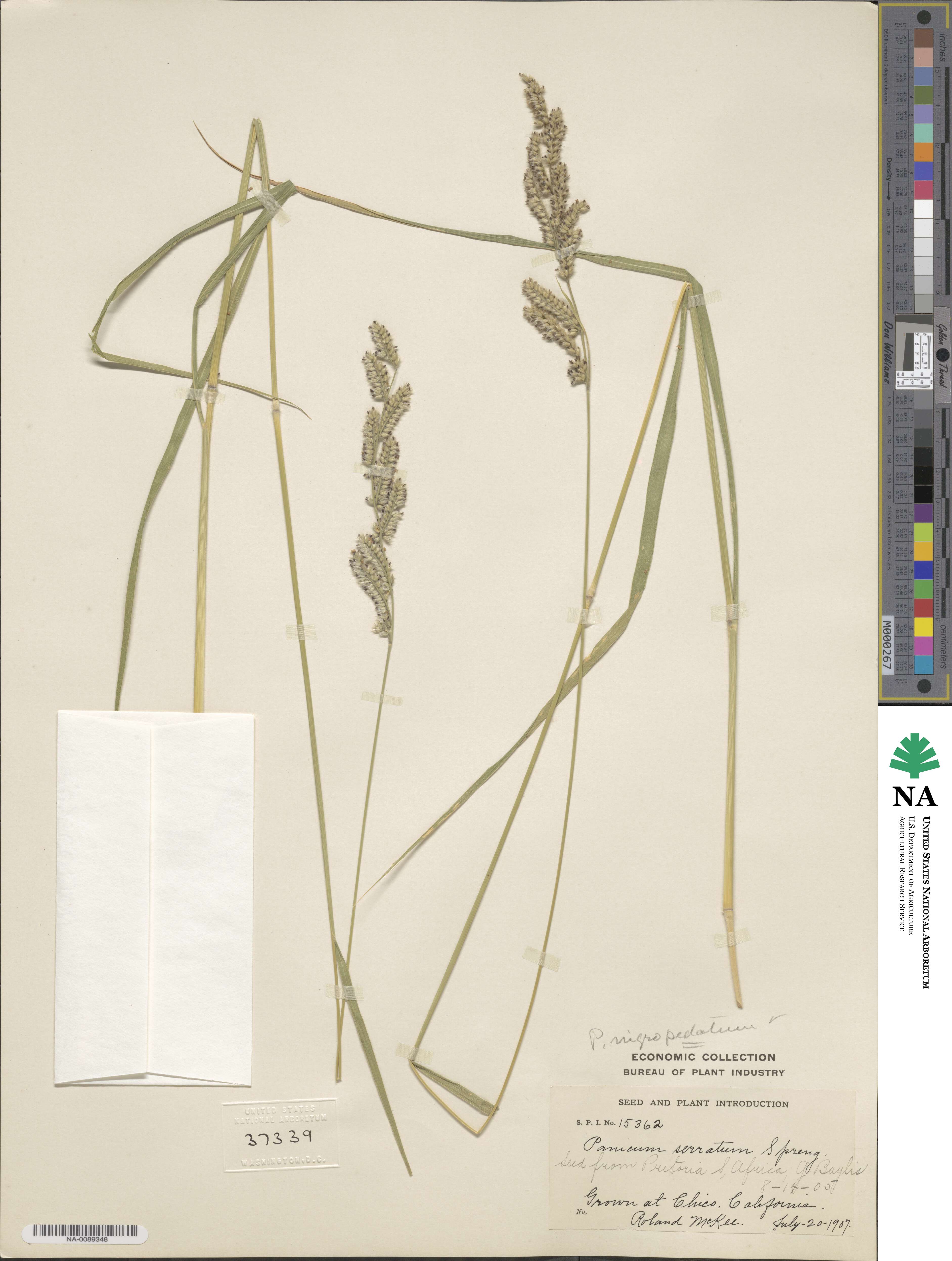 Urochloa nigropedata image