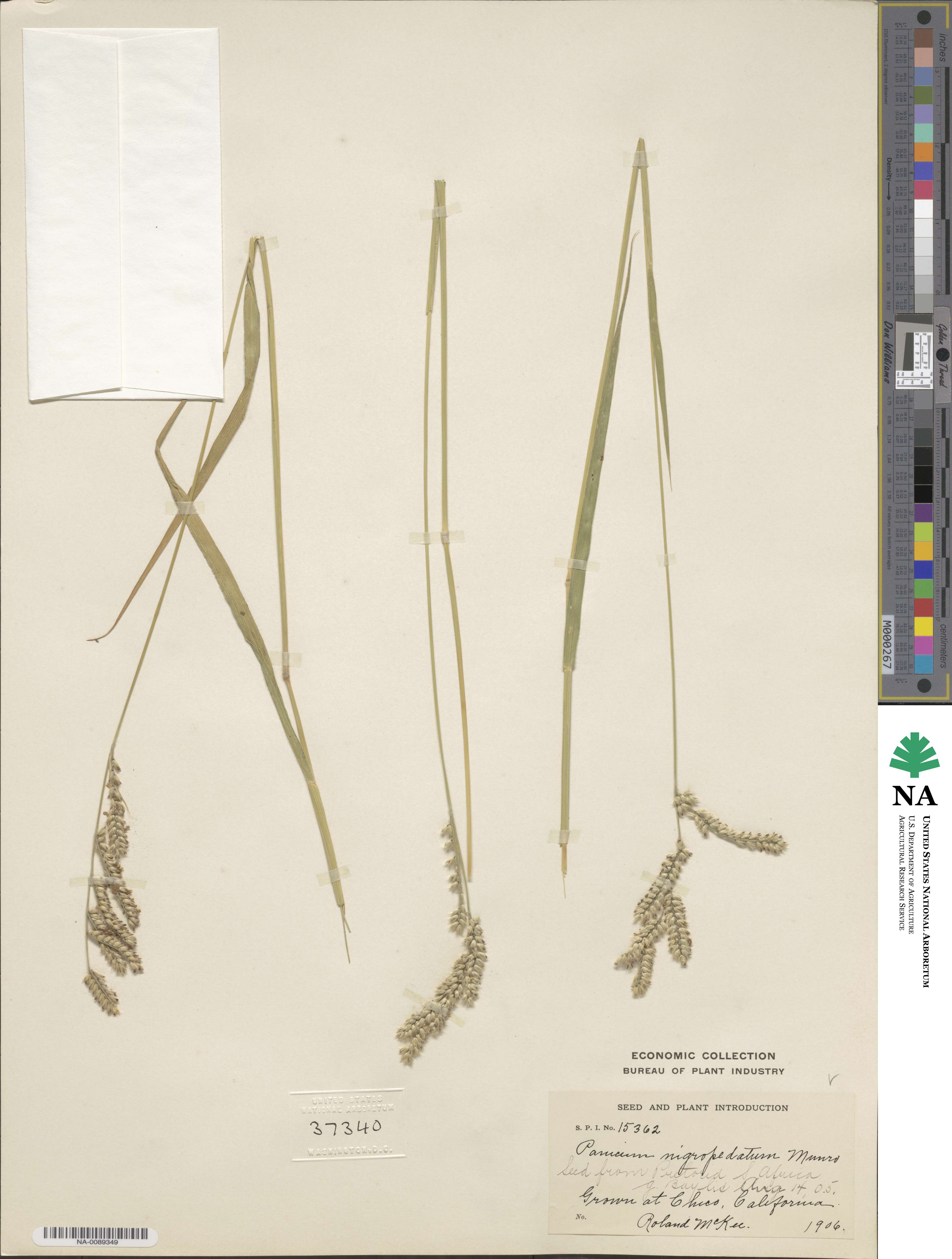 Urochloa nigropedata image