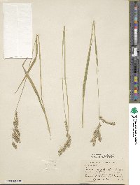 Urochloa nigropedata image