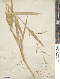 Urochloa plantaginea image