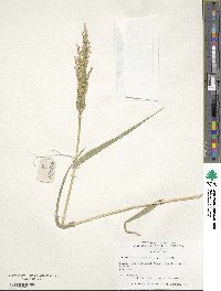 Urochloa ramosa image