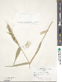 Urochloa ramosa image