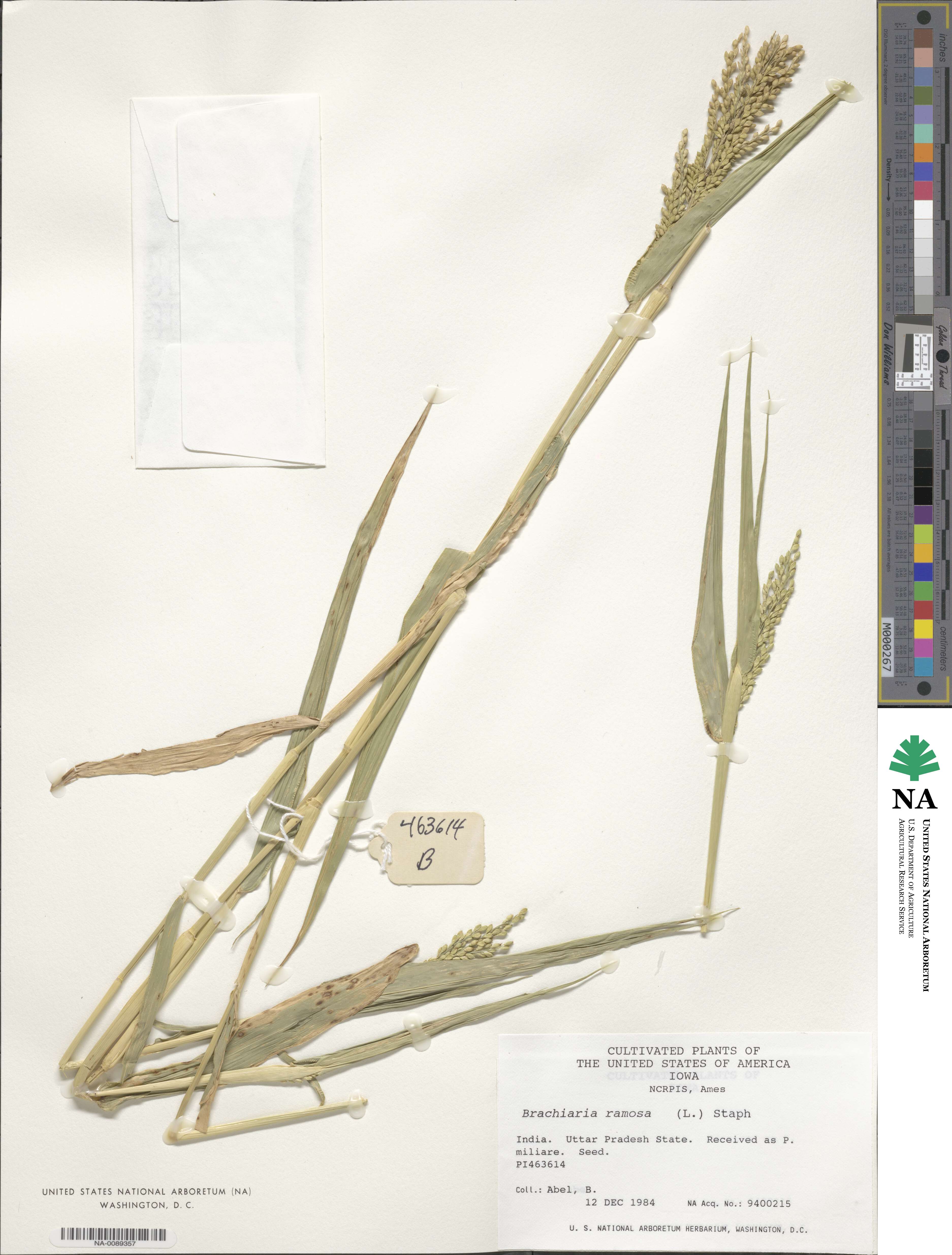 Urochloa image