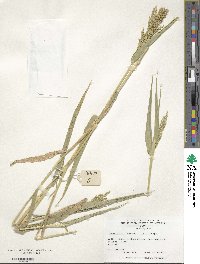 Urochloa ramosa image