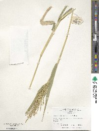 Urochloa ramosa image