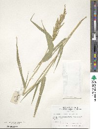 Urochloa ramosa image