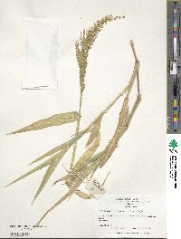 Urochloa ramosa image