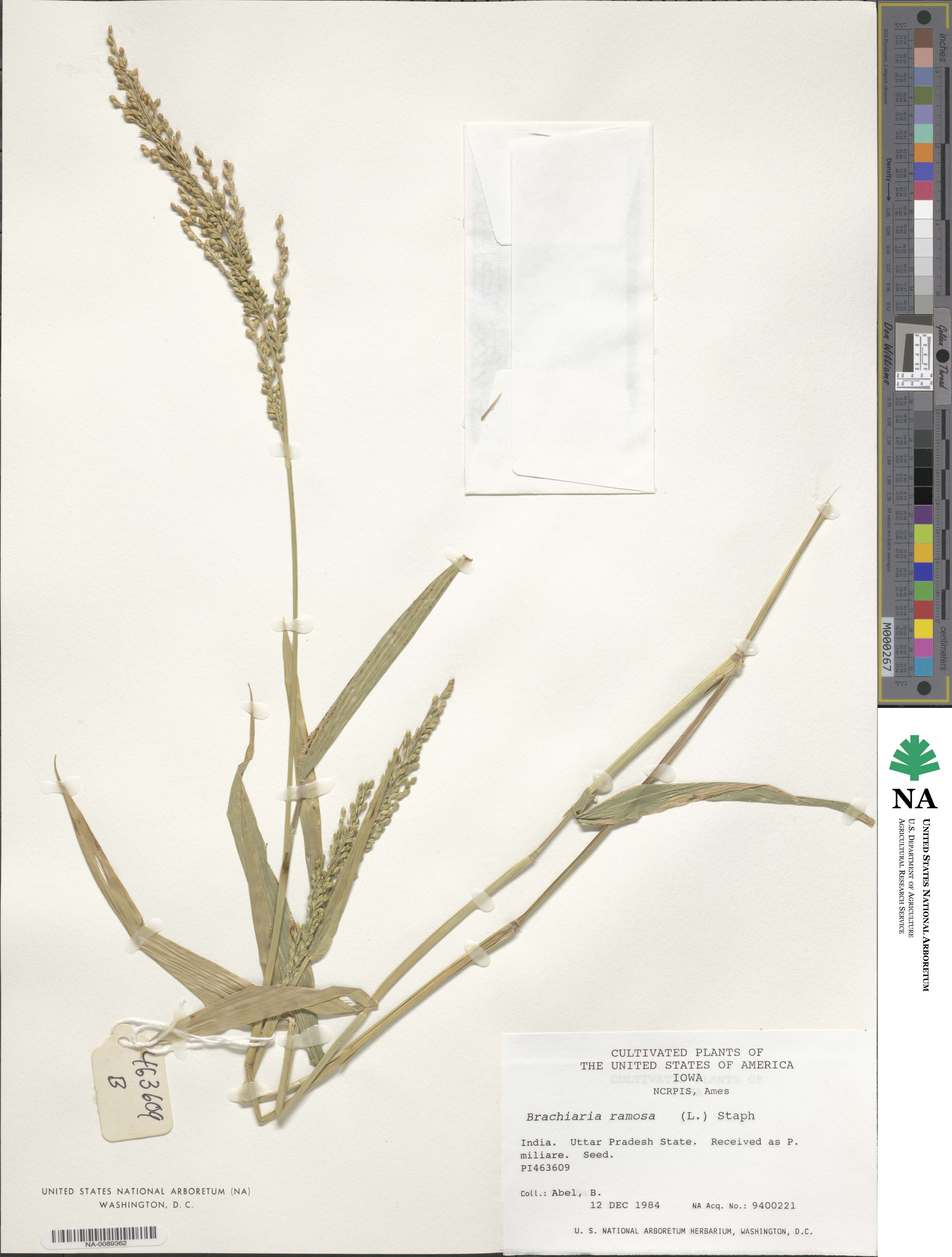 Urochloa ramosa image