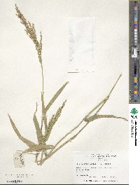 Urochloa ramosa image