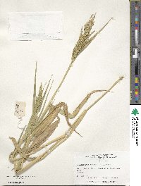 Urochloa ramosa image