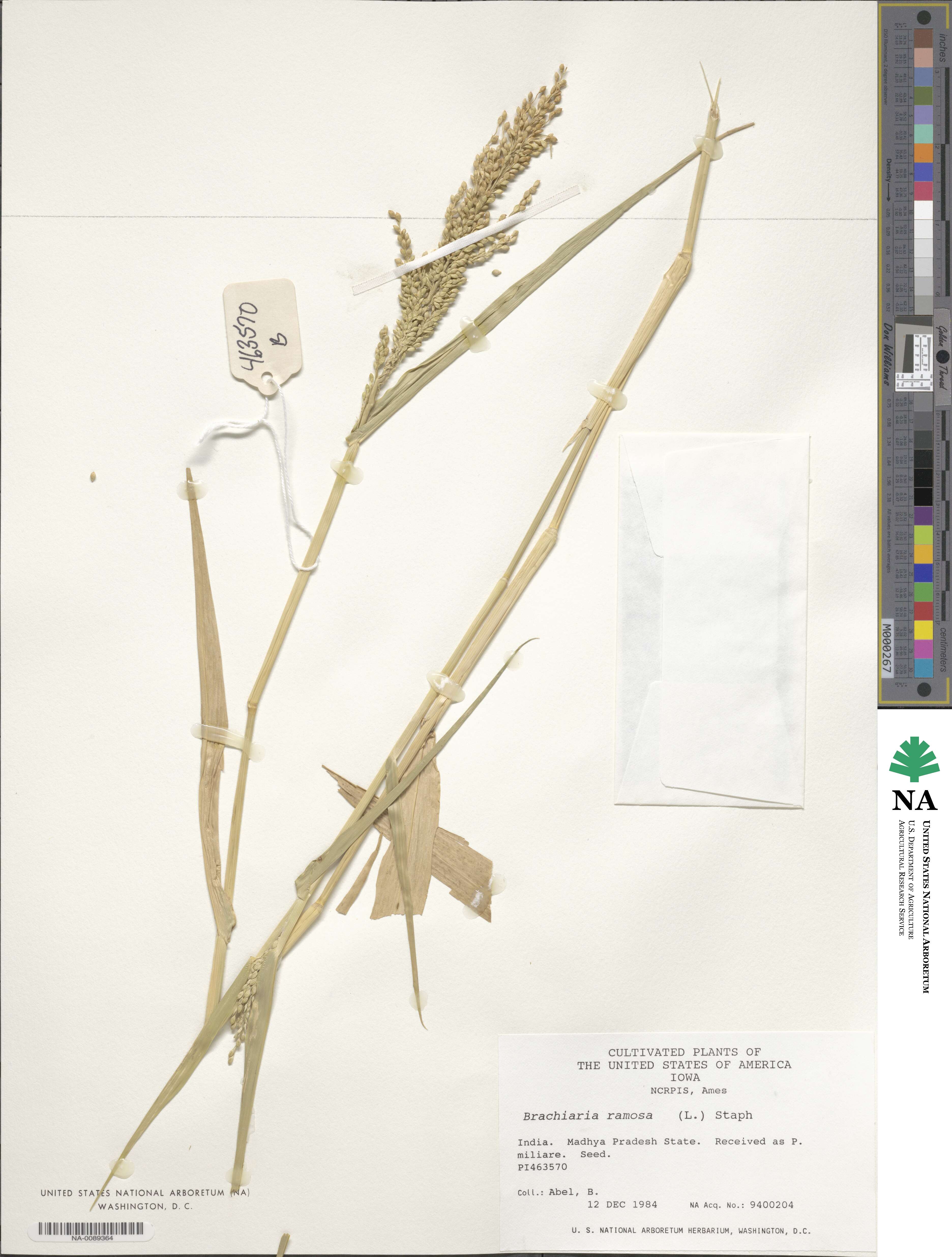 Urochloa ramosa image
