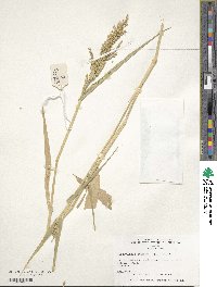 Urochloa ramosa image