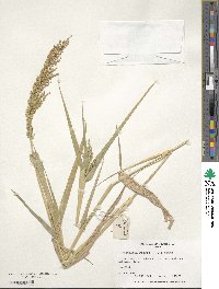 Urochloa ramosa image