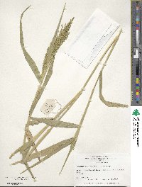 Urochloa ramosa image