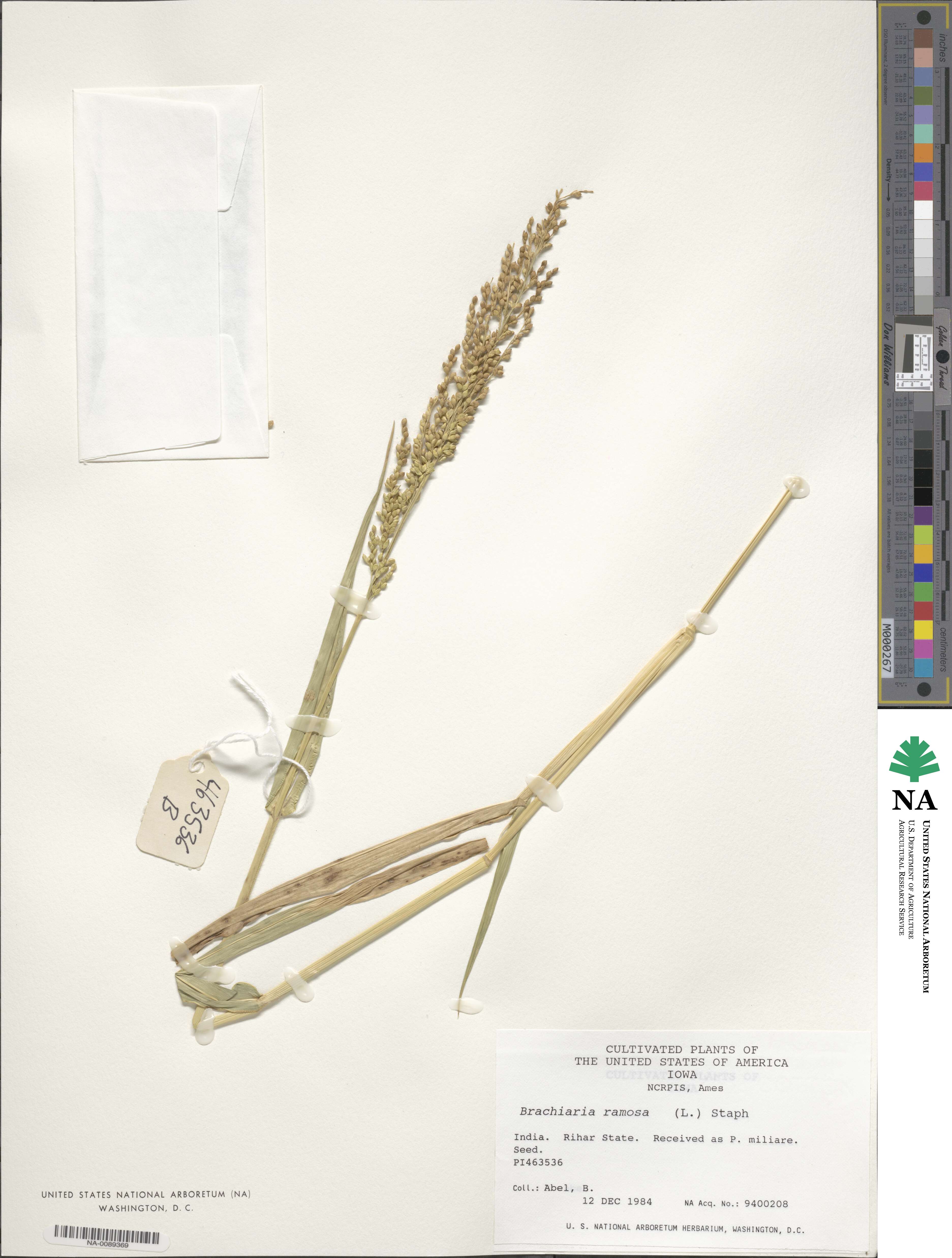 Urochloa ramosa image