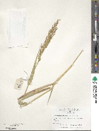 Urochloa ramosa image