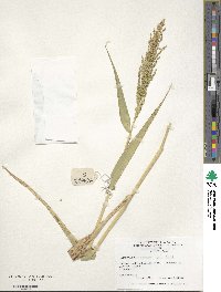 Urochloa ramosa image