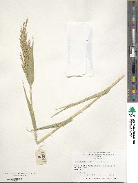 Urochloa ramosa image