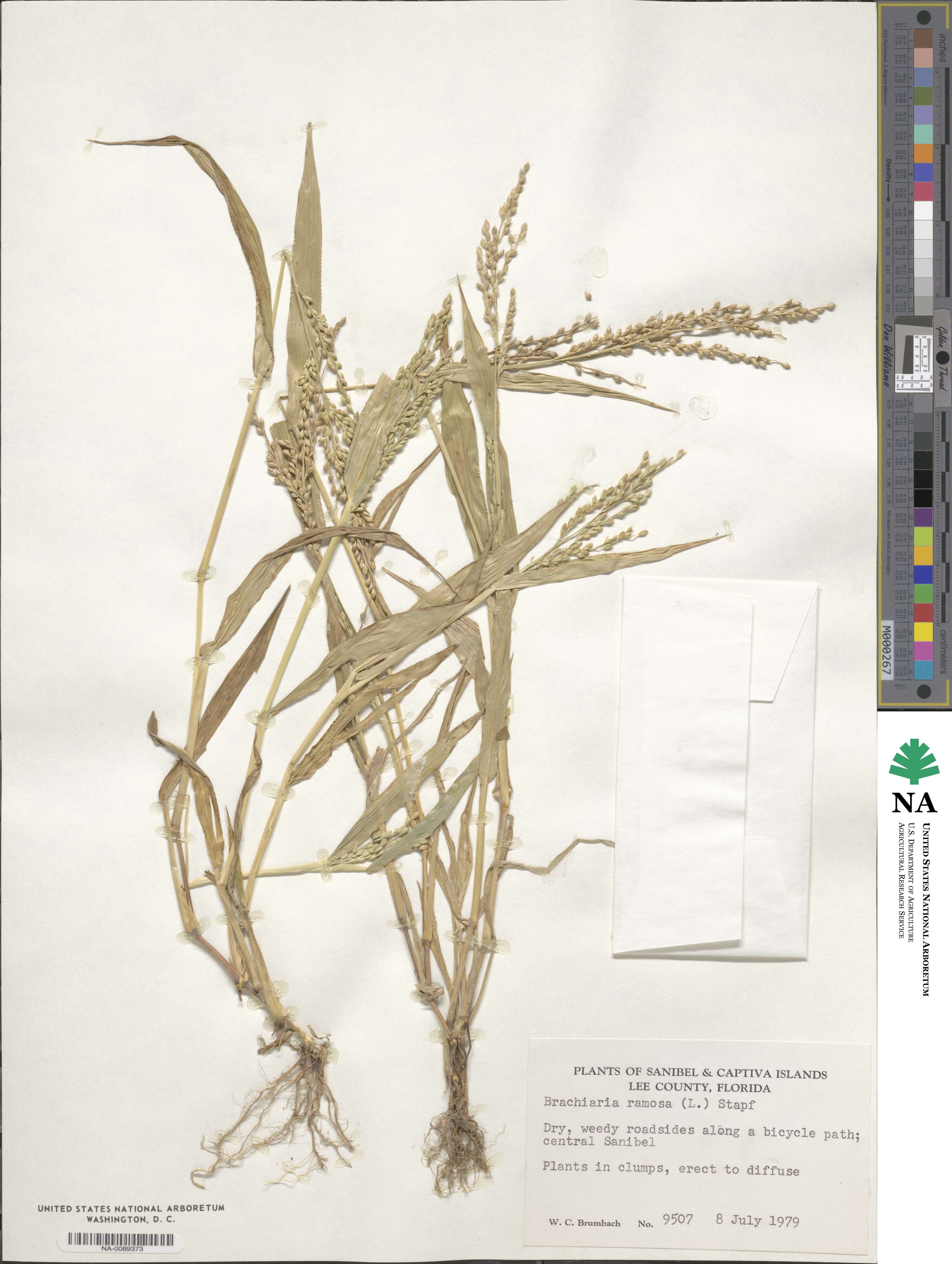 Urochloa ramosa image