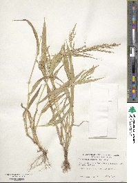 Urochloa ramosa image