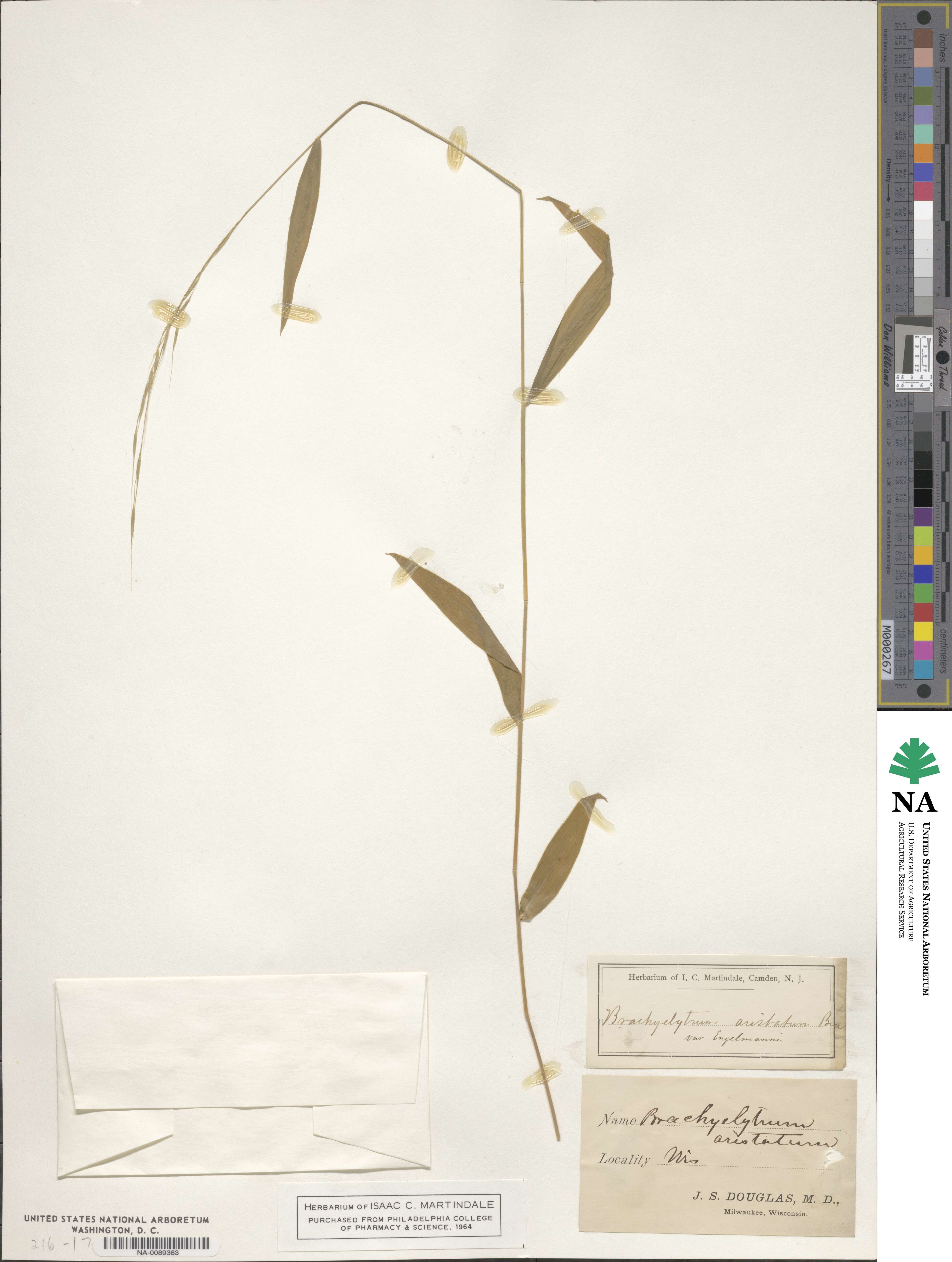 Brachyelytrum aristosum image