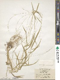 Brachyelytrum japonicum image