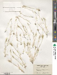 Brachypodium distachyon image