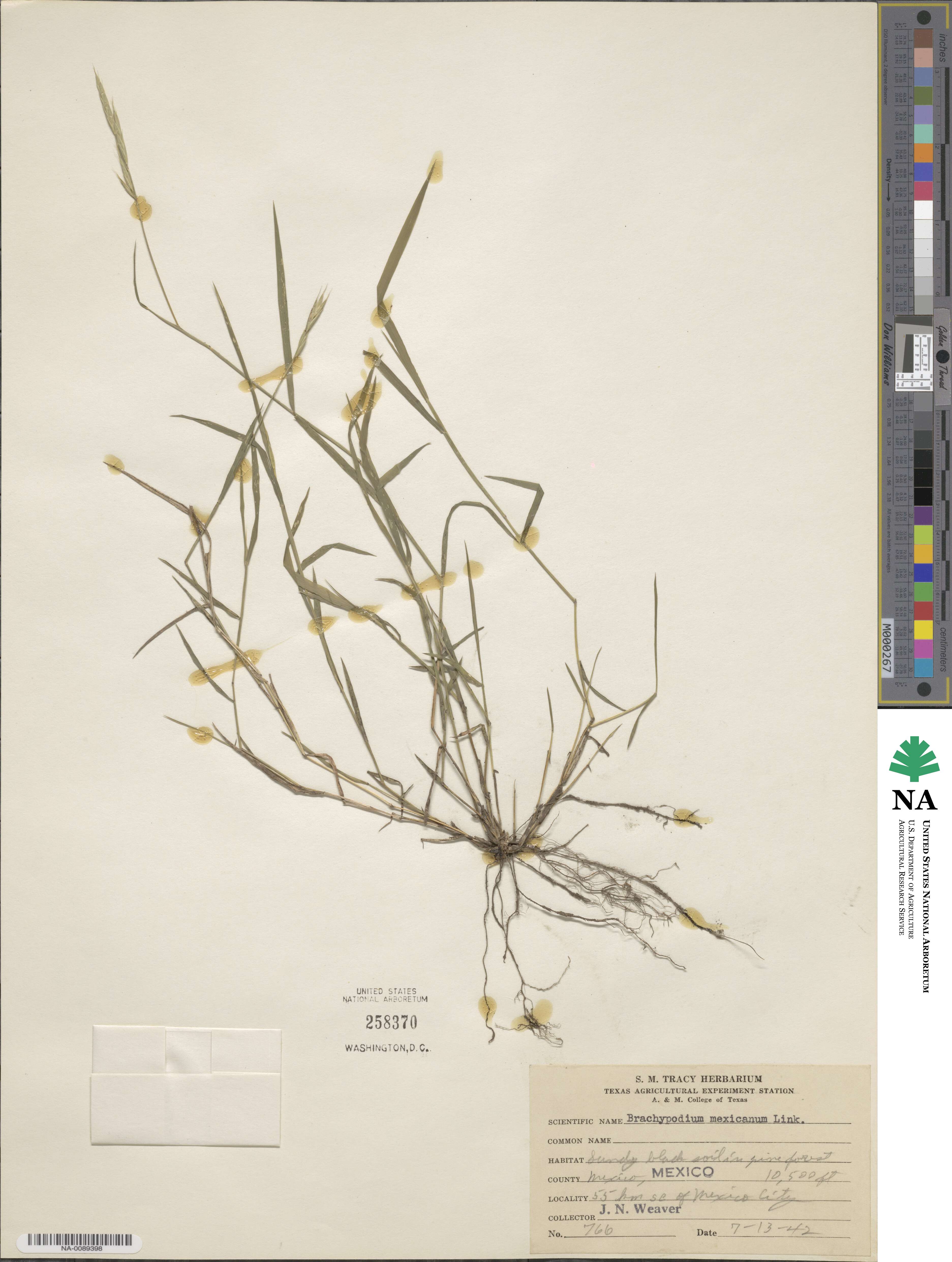 Brachypodium mexicanum image