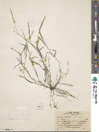 Image of Brachypodium mexicanum