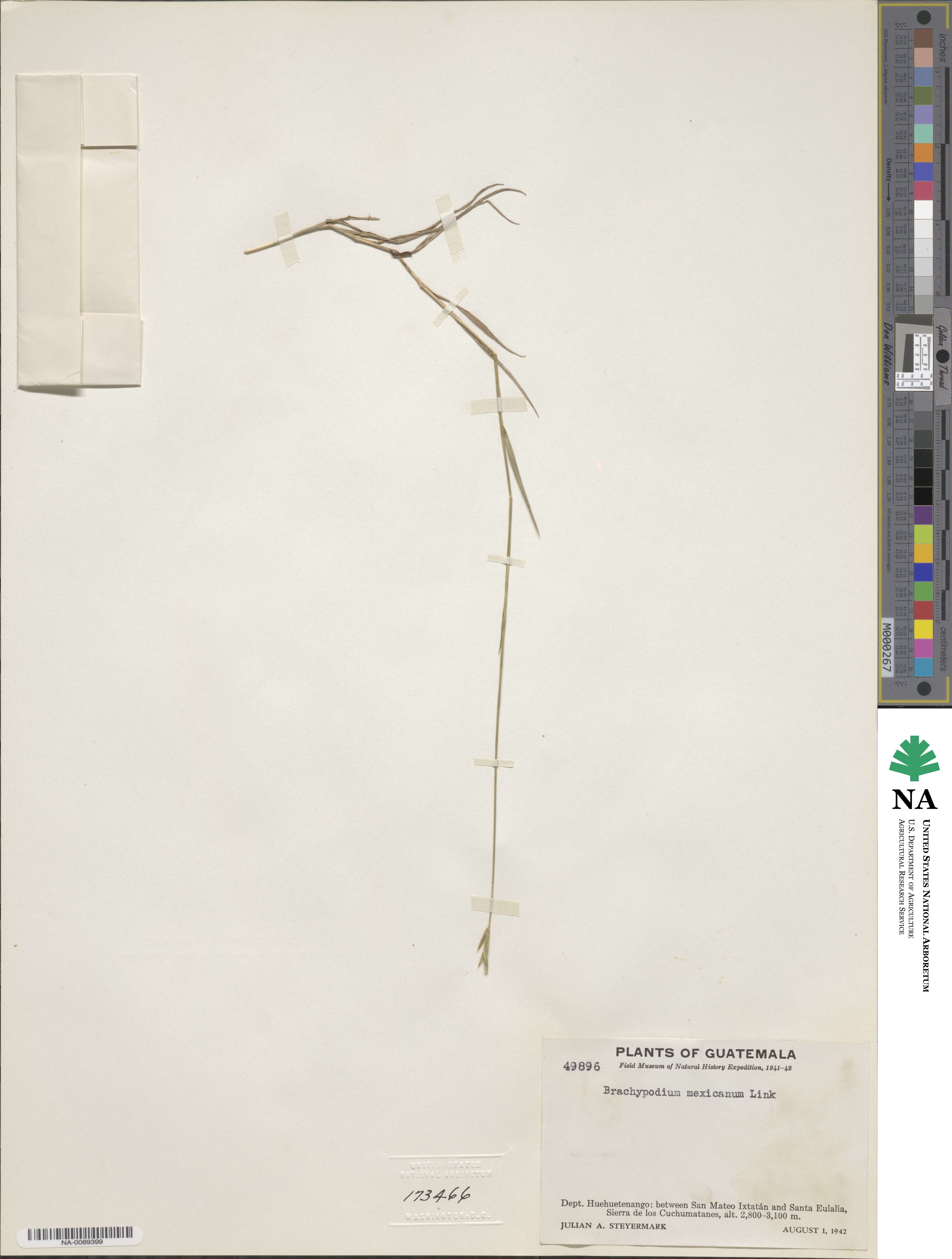 Brachypodium mexicanum image