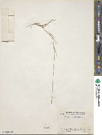 Brachypodium mexicanum image