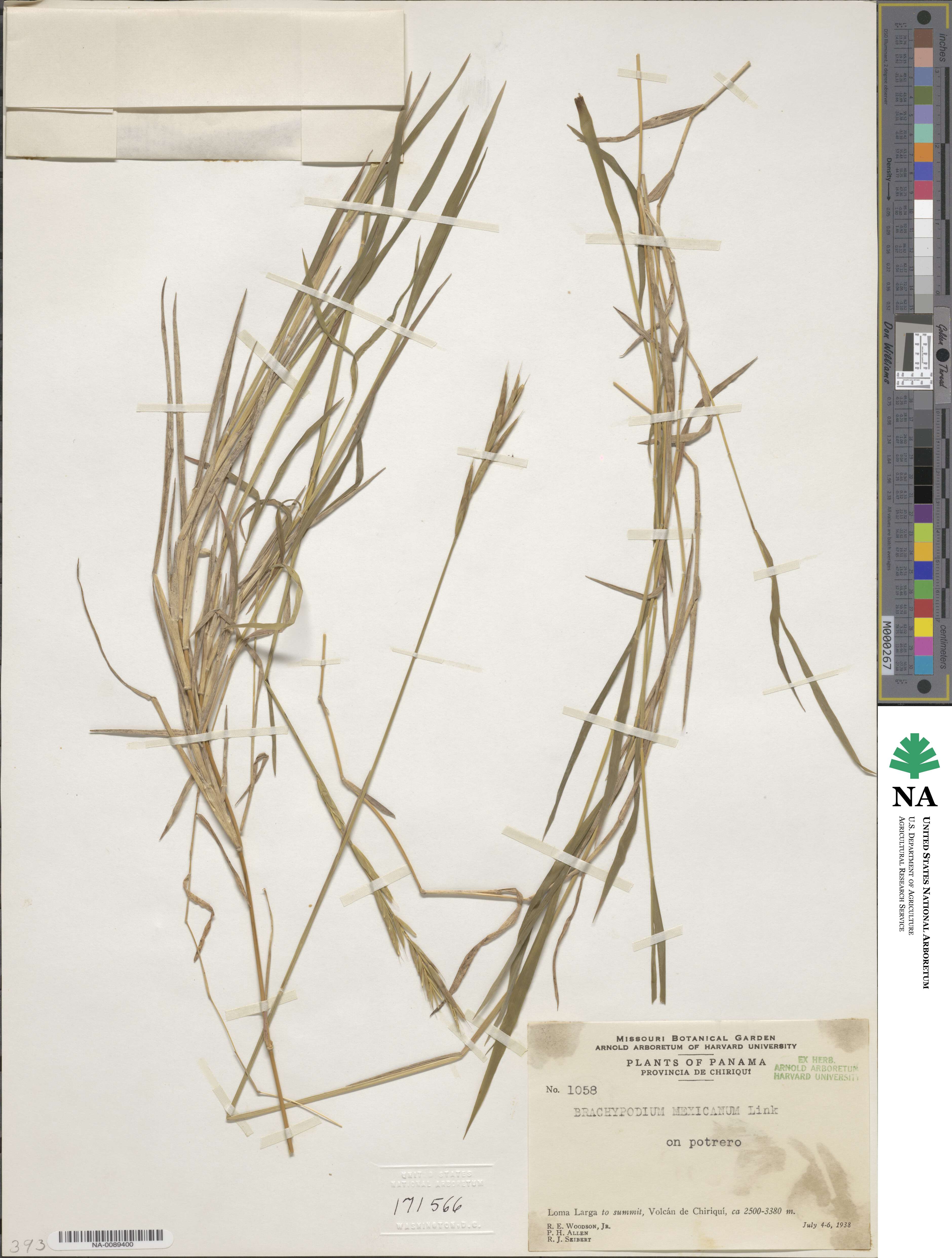 Brachypodium image