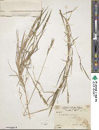 Brachypodium mexicanum image