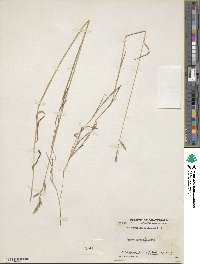 Brachypodium mexicanum image