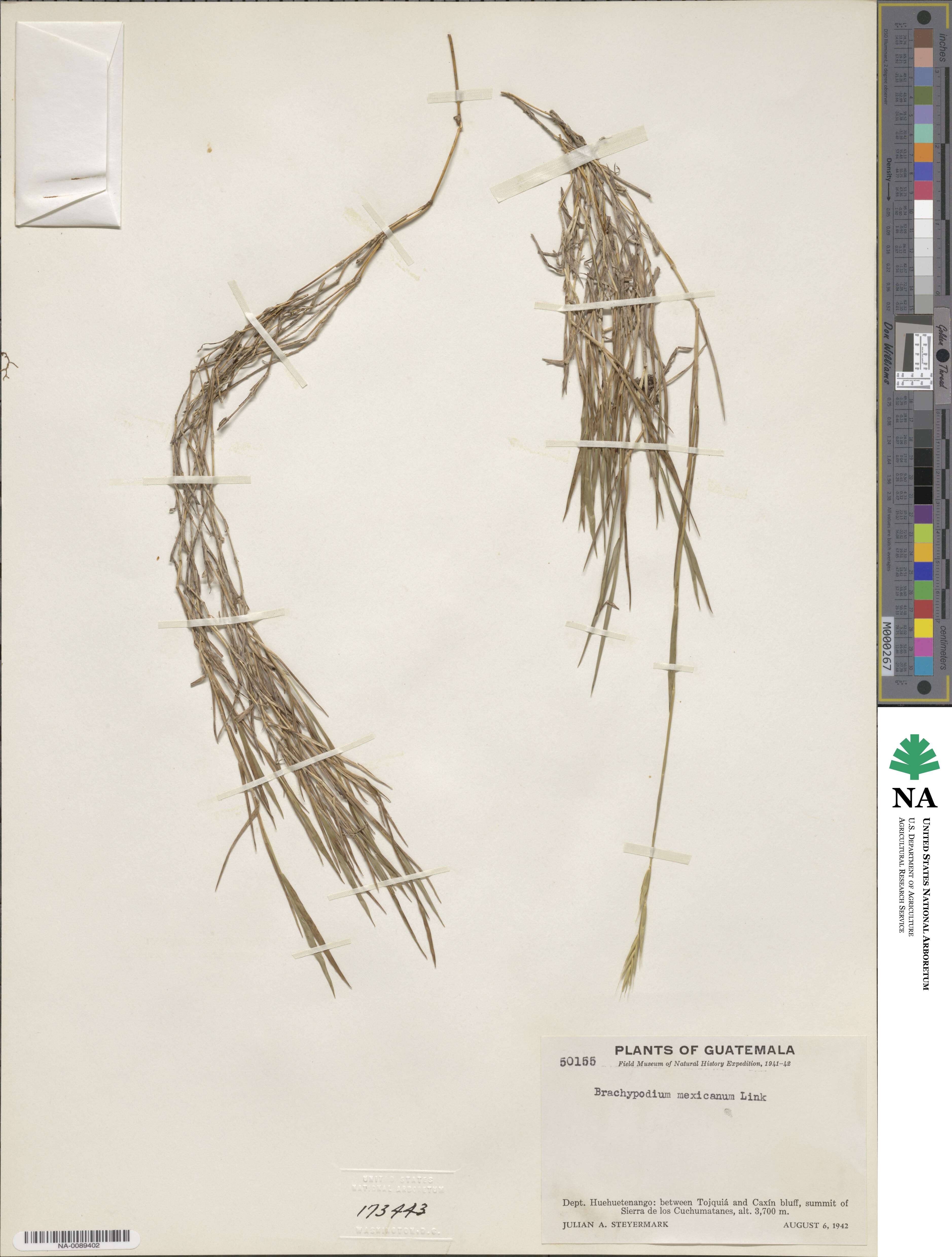 Brachypodium mexicanum image