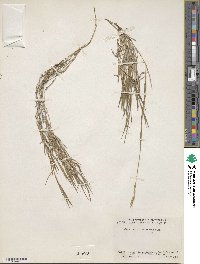 Brachypodium mexicanum image