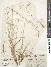 Image of Brachypodium pinnatum