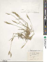 Brachypodium distachyon image