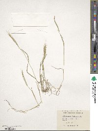 Brachypodium distachyon image