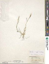 Brachypodium distachyon image