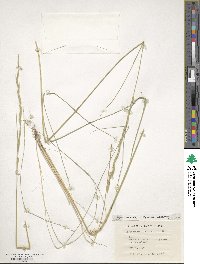 Brachypodium phoenicoides image