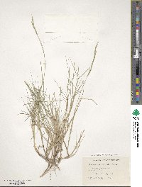 Brachypodium phoenicoides image