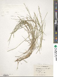 Brachypodium phoenicoides image